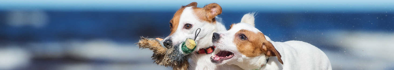 Ferienvillen in Florida mit Hund