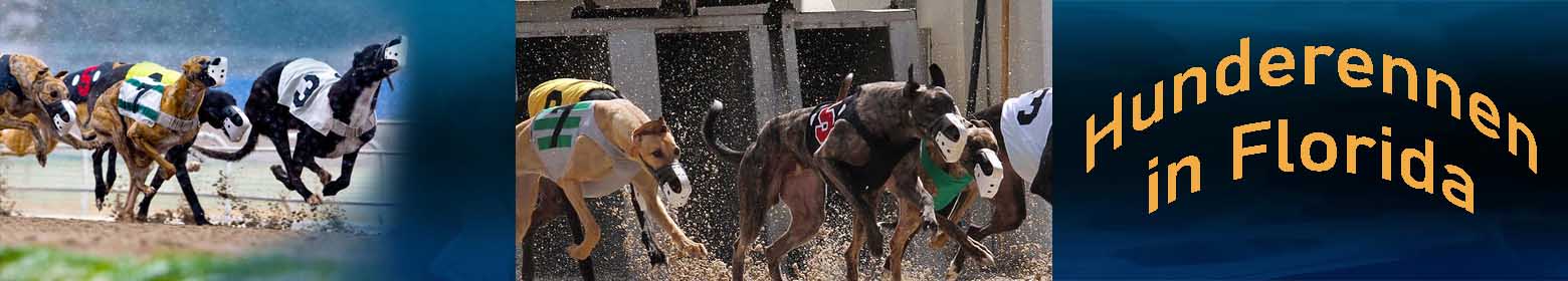 Hunderennen und Poker in Florida
