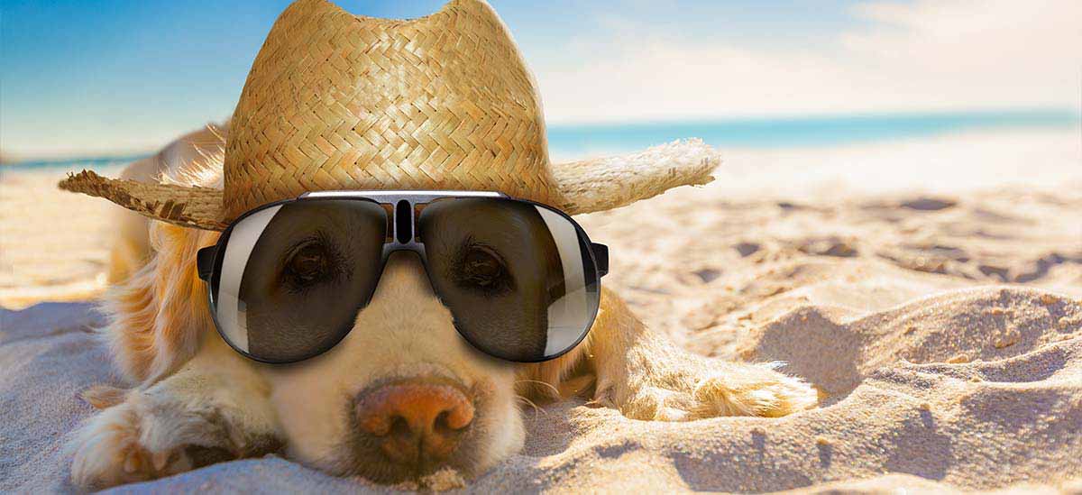 Urlaub in Florida mit Hund - Traum Urlaub Florida
