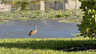 Wasservogel am Kanal mit Seerosen und ruhiger Naturkulisse. - Traum-Urlaub-Florida