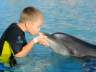 Wo die Delphine natürlich spielen und wo Sie mit den Delphinen schwimmen können  - Traum Urlaub Florida