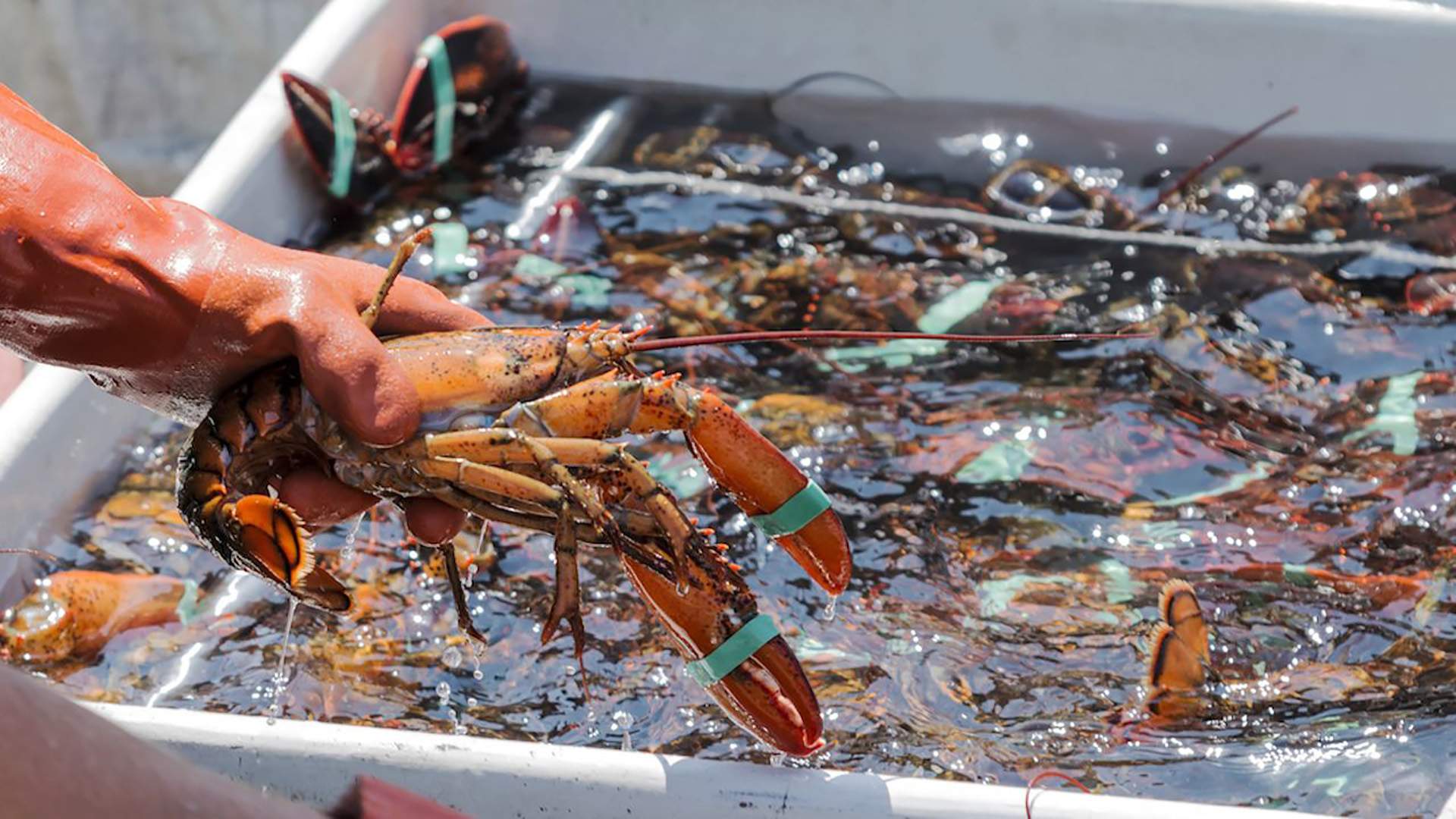 Was ist ein Maine Lobster - Hummer | Traum Urlaub Florida